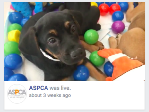 visual trends facebook live aspca example